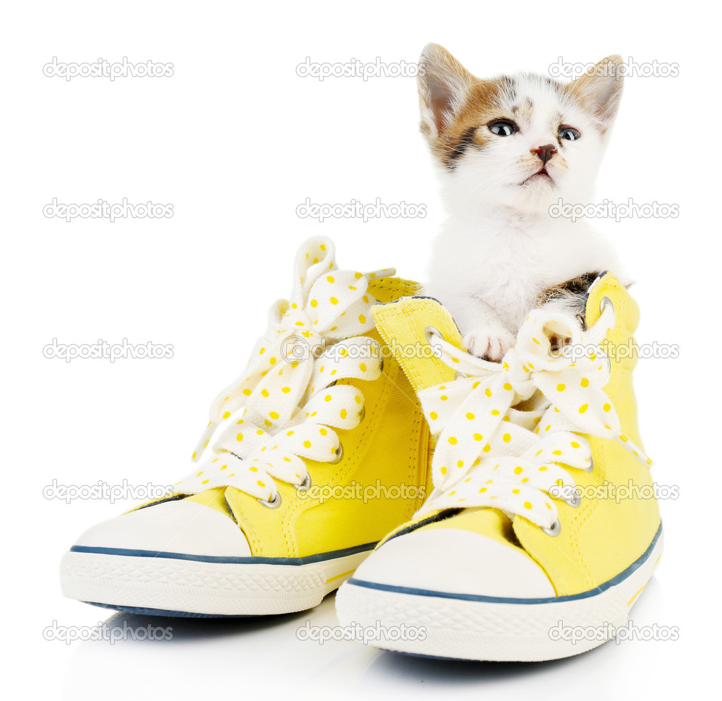 Cute little kitten in shoes isolated on white