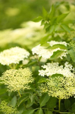 güzel kır çiçekleri