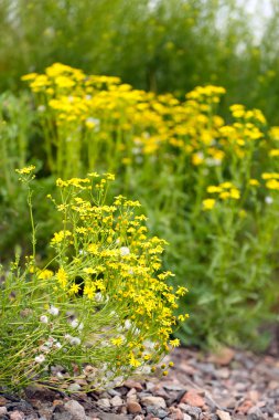güzel kır çiçekleri