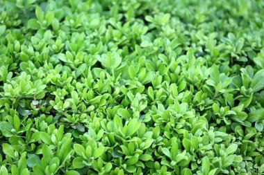 Güzel yeşil çalı yakın çekim