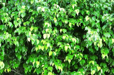 Güzel yeşil çalı yakın çekim