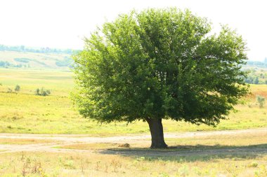 Tek büyük yaşlı ağaç açık havada