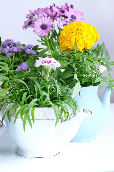 Flores en macetas decorativas aisladas en blanco — Foto de Stock