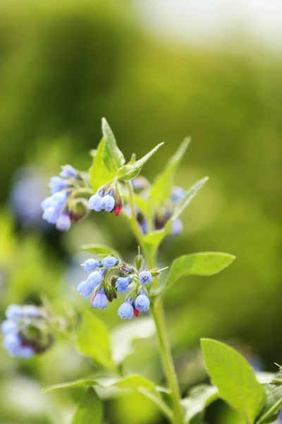 Vackra vilda blommor — Stockfoto