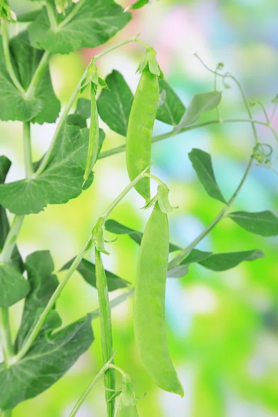 Green peas with leaves, outdoors — Stock Photo, Image