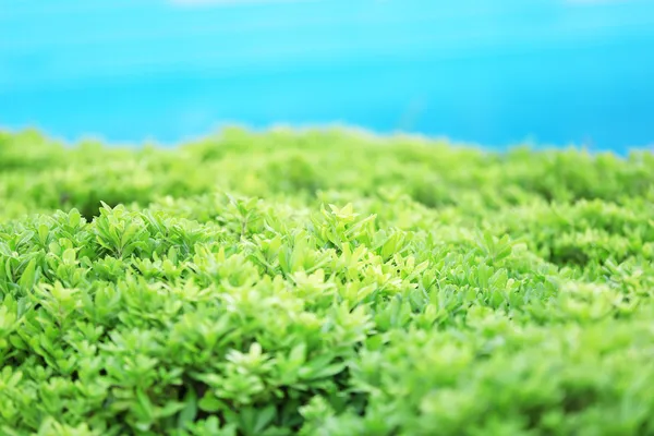 Arbusto verde bonito perto — Fotografia de Stock