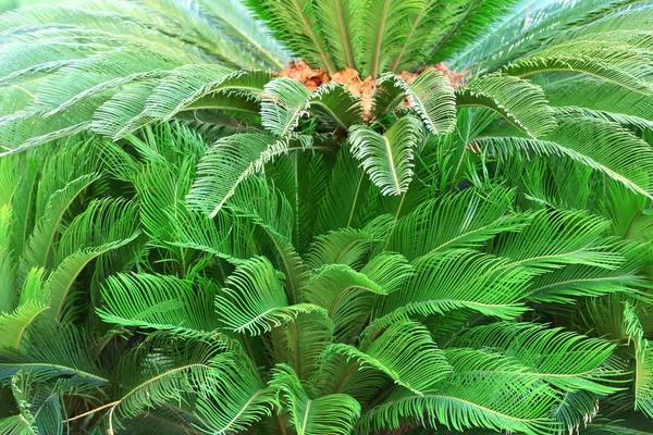 Arbusto tropical bonito, close-up — Fotografia de Stock