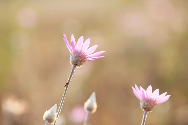 在字段中着美丽的野花 — 图库照片