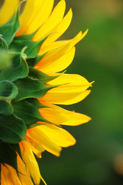 Schöne Sonnenblume im Feld — Stockfoto