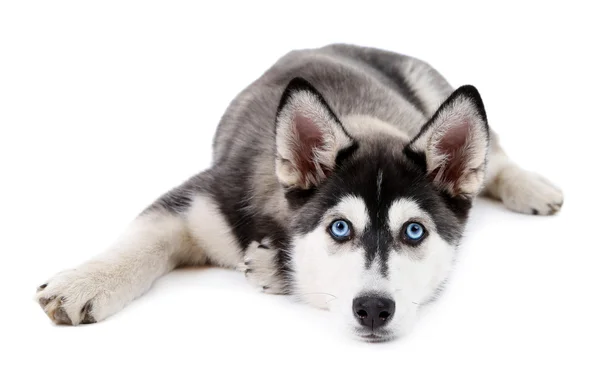 Schone Susse Husky Welpen Isoliert Auf Weiss Studio Suchen Stock Photo 39731813