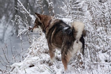 Batı Sibirya Husky 'sinin portresi. Kış ormanlarında yürüyor, uzayı taklit ediyor.