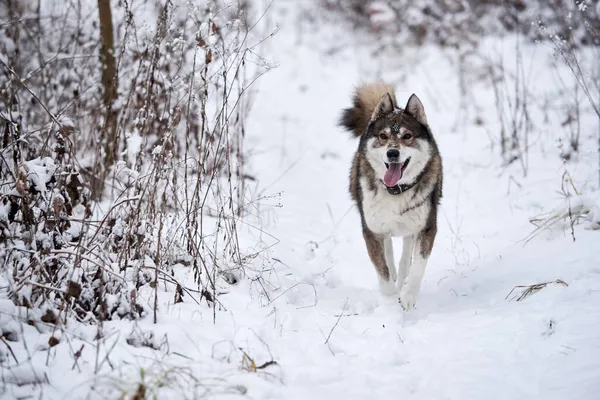 Portret Van Grappige West Siberische Husky Rennend Winterbos Kopieer Ruimte — Stockfoto