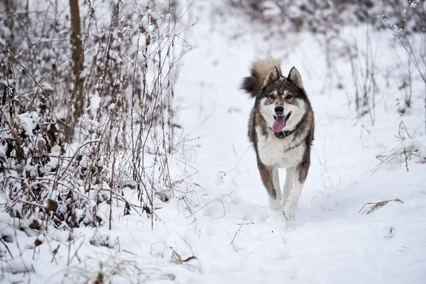 Portré Vicces Nyugat Szibériai Husky Futó Téli Erdőben Másolás Tér — Stock Fotó