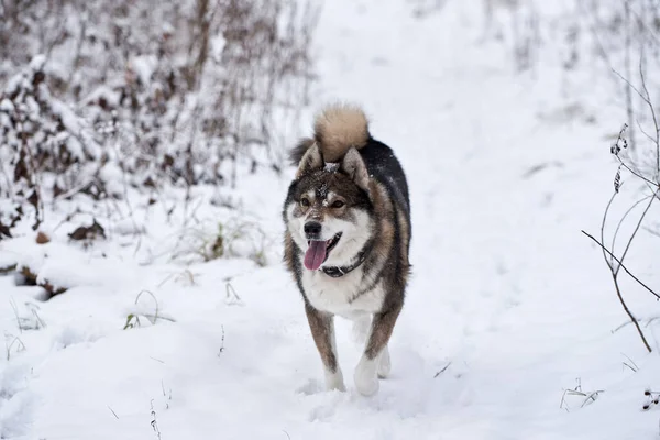 Retrato Divertido Husky Siberiano Oeste Corriendo Bosque Invierno Espacio Copia —  Fotos de Stock