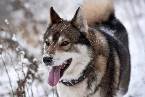 Aranyos Nyugat Szibériai Husky Portré Séta Téli Erdőben Másolás Tér — Stock Fotó