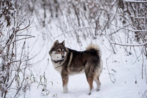 Aranyos Nyugat Szibériai Husky Portré Séta Téli Erdőben Másolás Tér — Stock Fotó