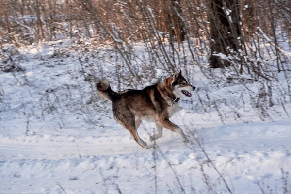 Porträtt Roliga Västra Sibirien Husky Kör Vinterskogen Kopiera Utrymme — Stockfoto