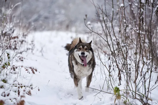 Πορτρέτο Του Αστείου West Siberian Husky Τρέχει Στο Δάσος Του — Φωτογραφία Αρχείου