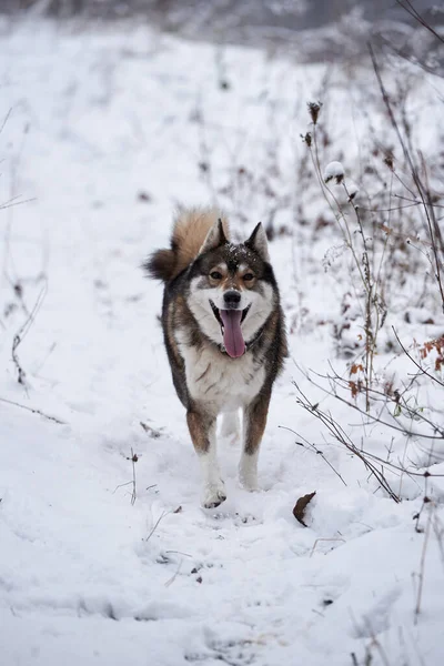 Portret Van Grappige West Siberische Husky Rennend Winterbos Kopieer Ruimte — Stockfoto