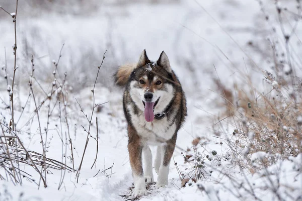 Retrato Lindo Oeste Siberiano Husky Caminar Bosque Invierno Espacio Copia —  Fotos de Stock