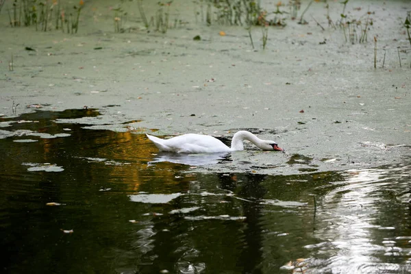湖上一只白天鹅 复制空间 天鹅鸟在户外 — 图库照片