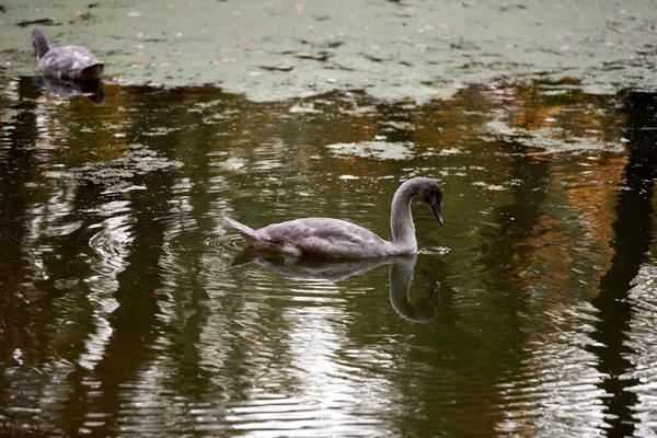 Cisnes Cinzentos Jovens Lago Espaço Cópia Família Pássaros Cisnes Livre — Fotografia de Stock