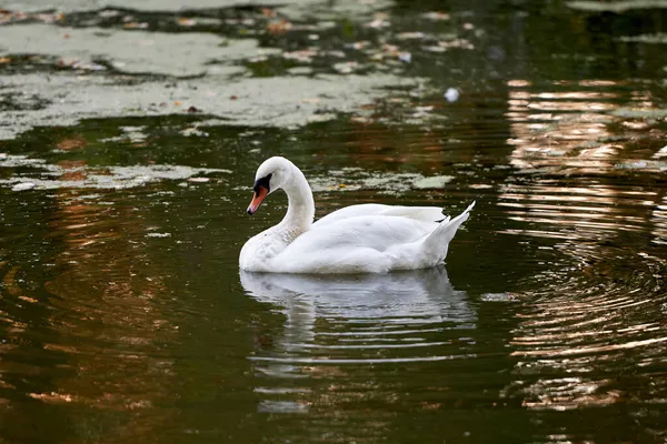 Enkel Witte Zwaan Het Meer Kopieer Ruimte Zwanenvogel Buiten Kuikens — Stockfoto