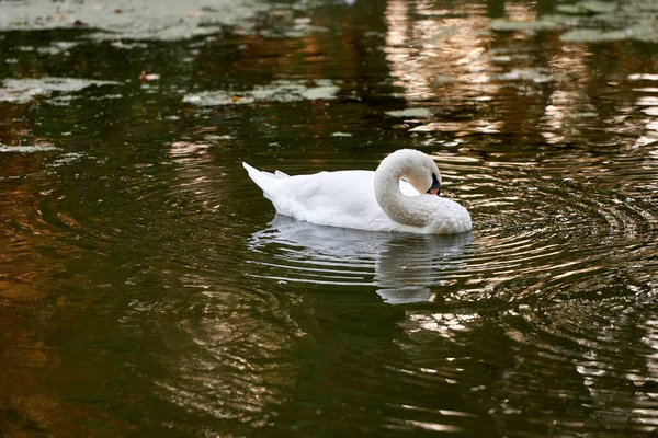 Solo Cisne Blanco Lago Espacio Para Copiar Cisne Aire Libre — Foto de Stock