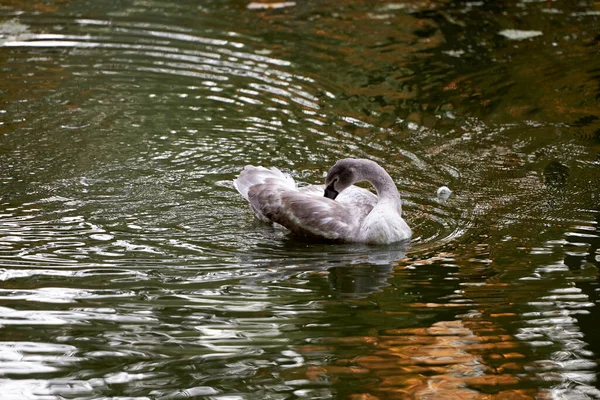 Single Gray Swan Lake Copy Space Swan Bird Outdoors Goose — Stock Photo, Image