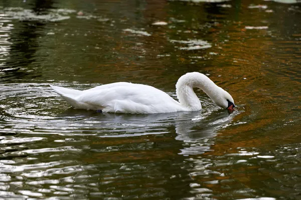 Solo Cisne Blanco Lago Espacio Para Copiar Cisne Aire Libre — Foto de Stock