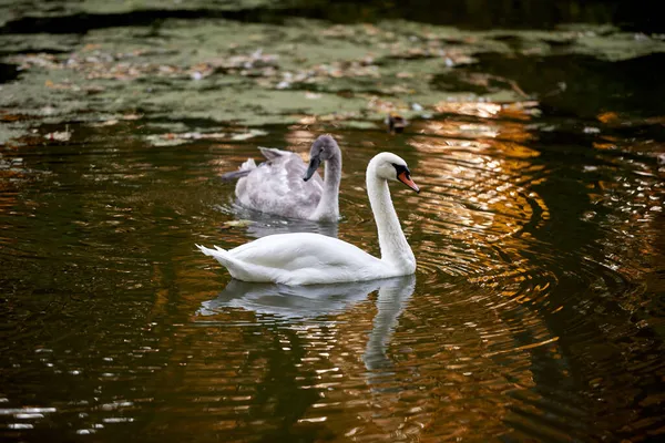 Cisnes Jovens Lago Espaço Cópia Família Pássaros Cisnes Livre Gansos — Fotografia de Stock
