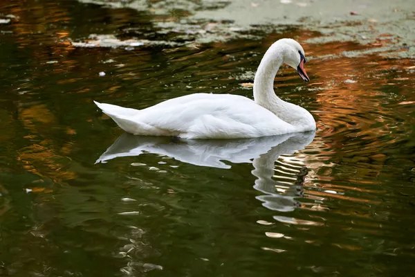 Cisne Branco Único Lago Espaço Cópia Pássaro Cisne Livre Gansos — Fotografia de Stock