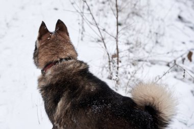 Batı Sibirya Husky 'sinin portresi. Kış ormanlarında yürüyor, uzayı taklit ediyor.