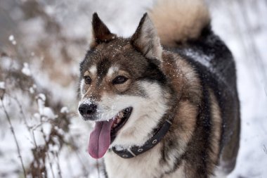 Batı Sibirya Husky 'sinin portresi. Kış ormanlarında yürüyor, uzayı taklit ediyor.