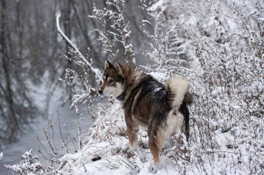 Batı Sibirya Husky 'sinin portresi. Kış ormanlarında yürüyor, uzayı taklit ediyor.