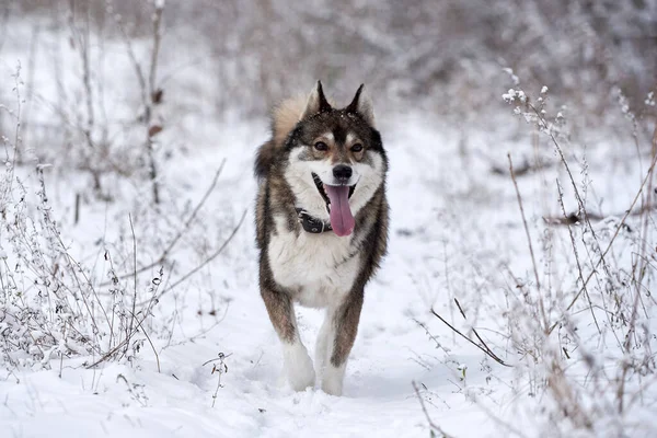 Retrato Divertido Husky Siberiano Oeste Corriendo Bosque Invierno Espacio Copia — Foto de Stock