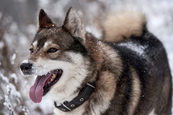 Retrato Lindo Oeste Siberiano Husky Caminar Bosque Invierno Espacio Copia —  Fotos de Stock