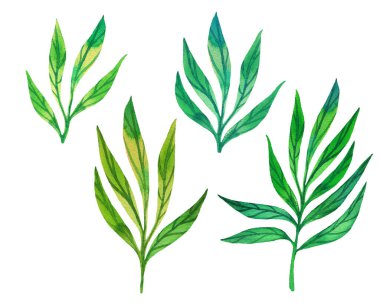 Yeşil yapraklar beyaza sabitlenmiş. Yeşil yapraklı çiçek arkaplanı elle çizilmiş suluboya. Kağıt, tekstil, ambalaj ve duvar kağıdı için yaprak çizimi.