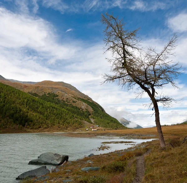 Nehir kıyısında, ağaç — Stok fotoğraf