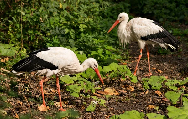 Couple of White storks — Stock Photo, Image
