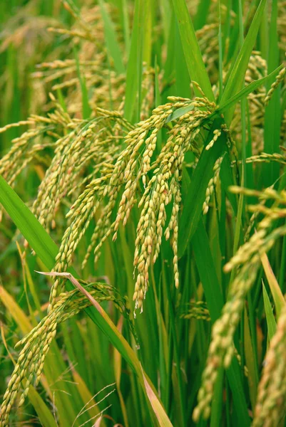 Campo di risaia — Foto Stock
