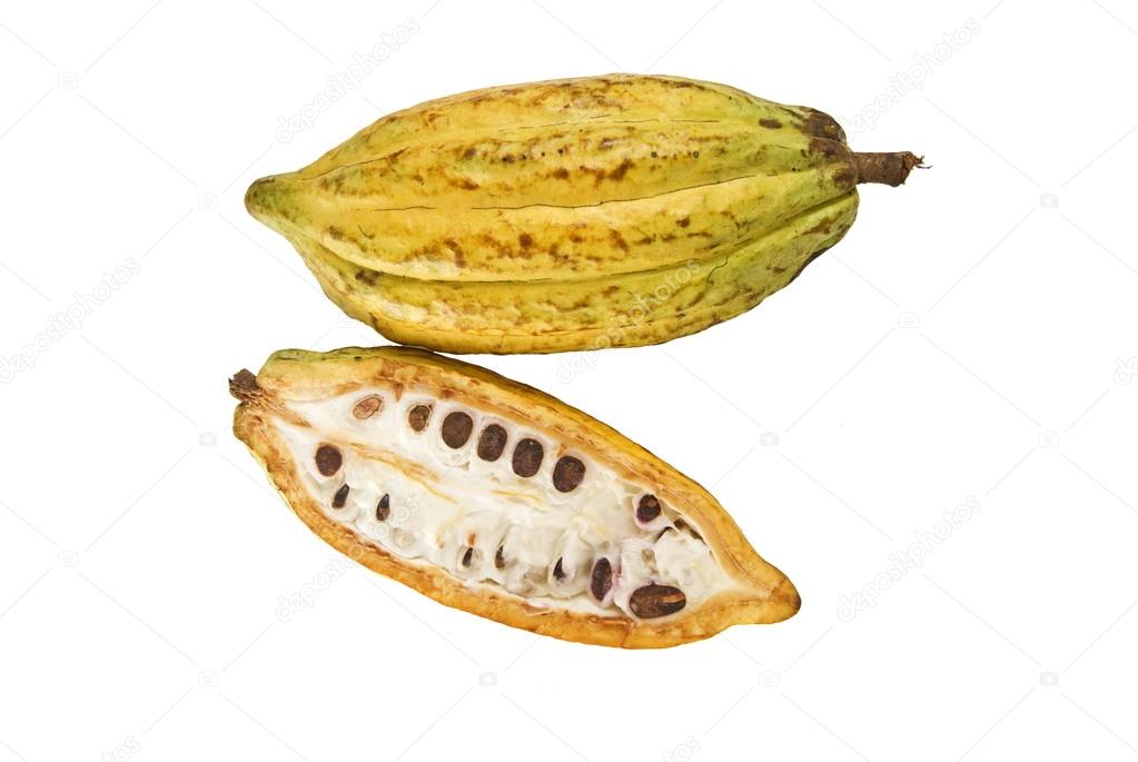Cacao fruits isolated against white background.