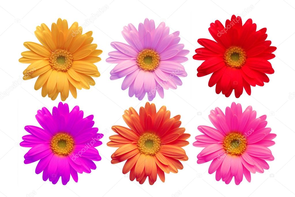Multicolored gerbera flower isolated on white background