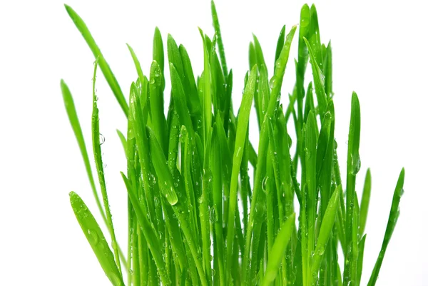 Fresh green grass — Stock Photo, Image