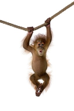 Bebek Sumatra orangutan ipte asılı