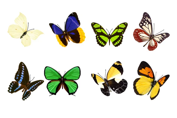 Set of realistic butterflies — Stock Photo, Image