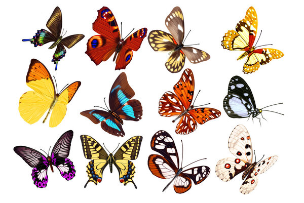 Set of realistic butterflies
