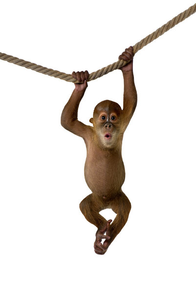 Baby Sumatran Orangutan hanging on rope