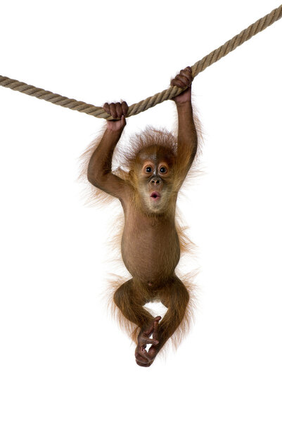 Суматранский орангутанг висит на веревке
