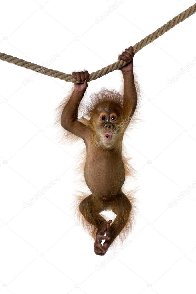 Baby Sumatran Orangutan hanging on rope